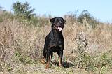 ROTTWEILER 166